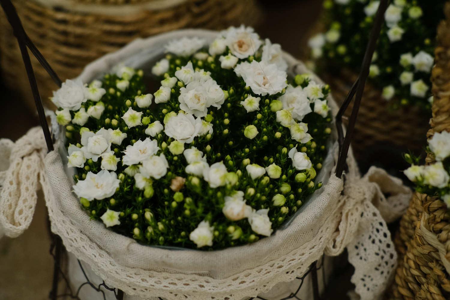 Danish Campanula