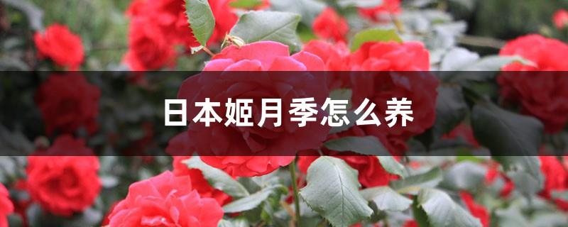 How to raise Japanese roses