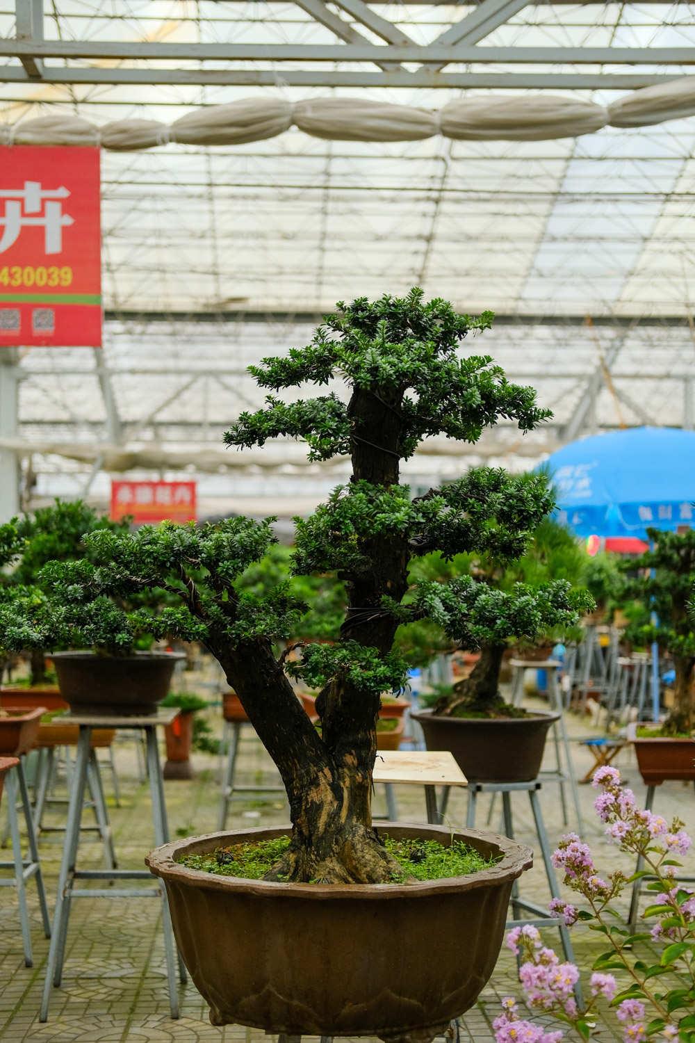 Bonsai