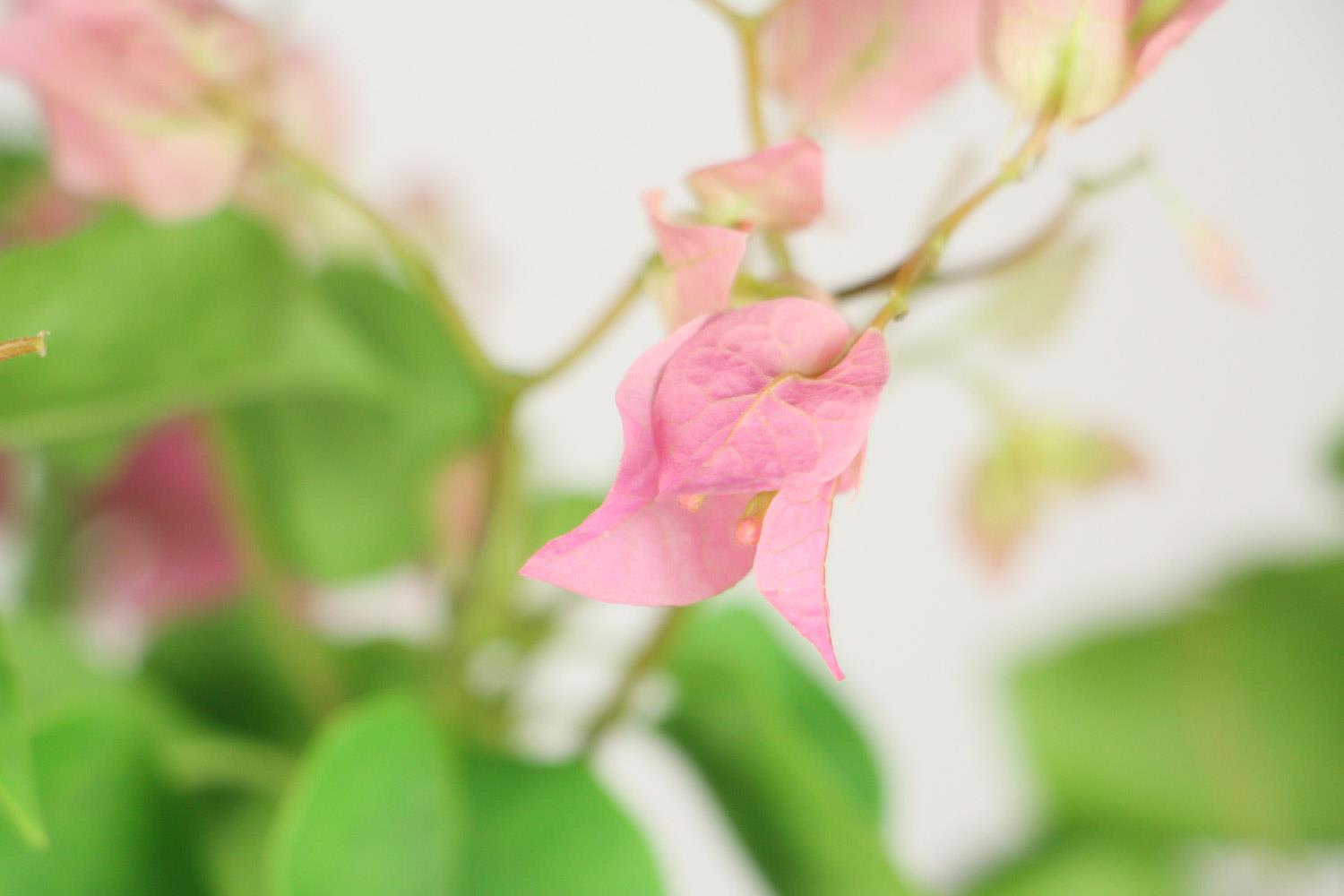 Bougainvillea