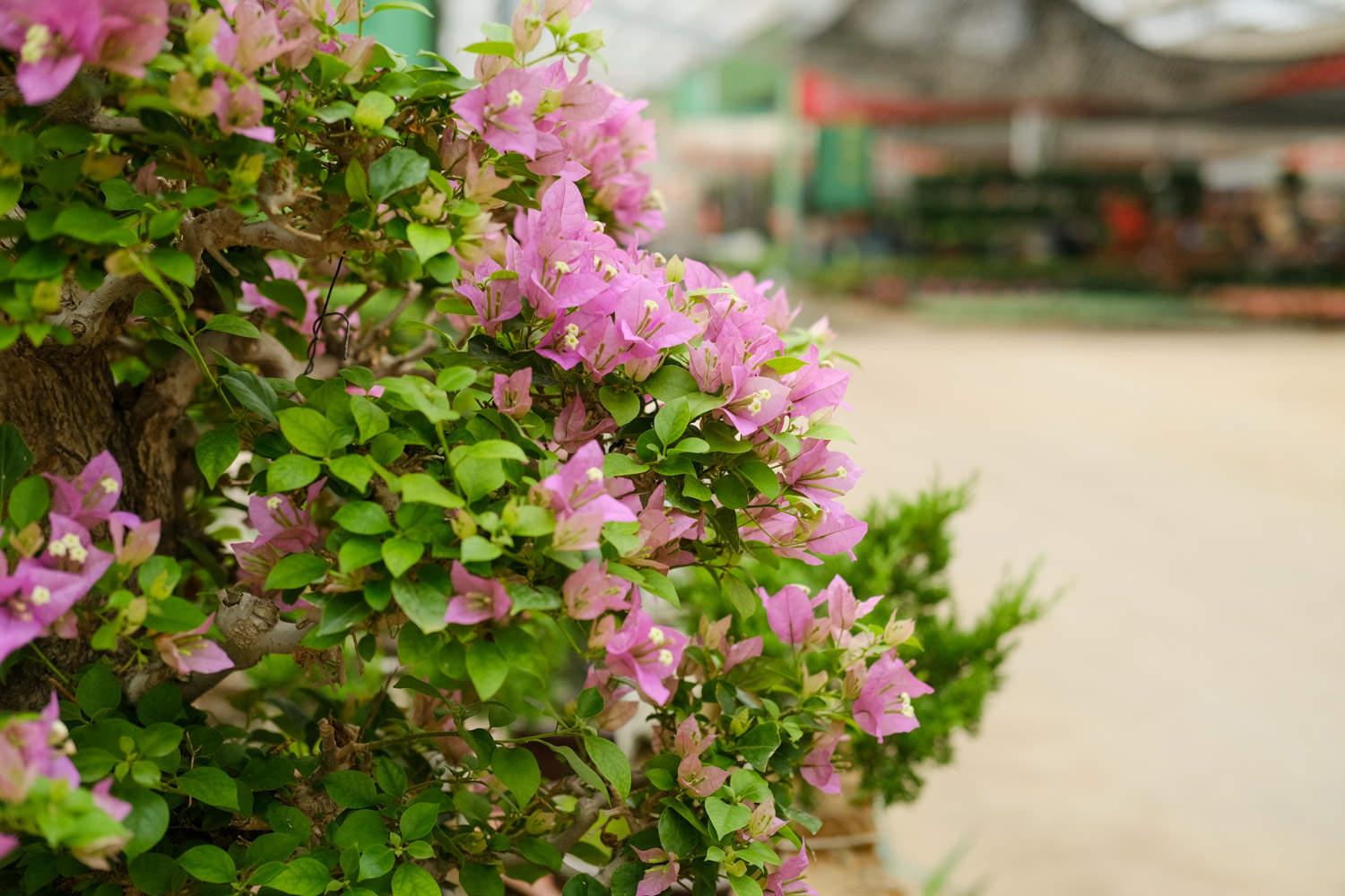 Bougainvillea