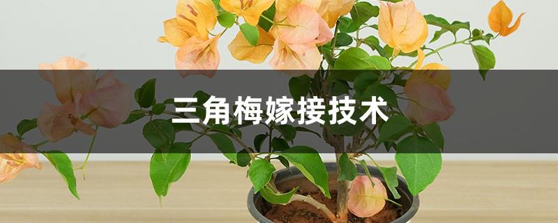 Bougainvillea Grafting Technology