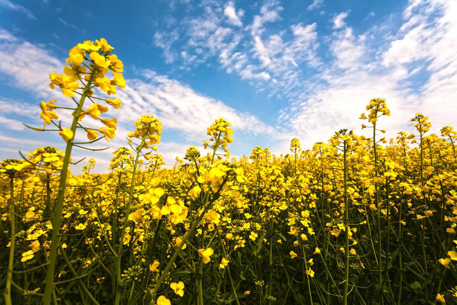 rapeseed flower