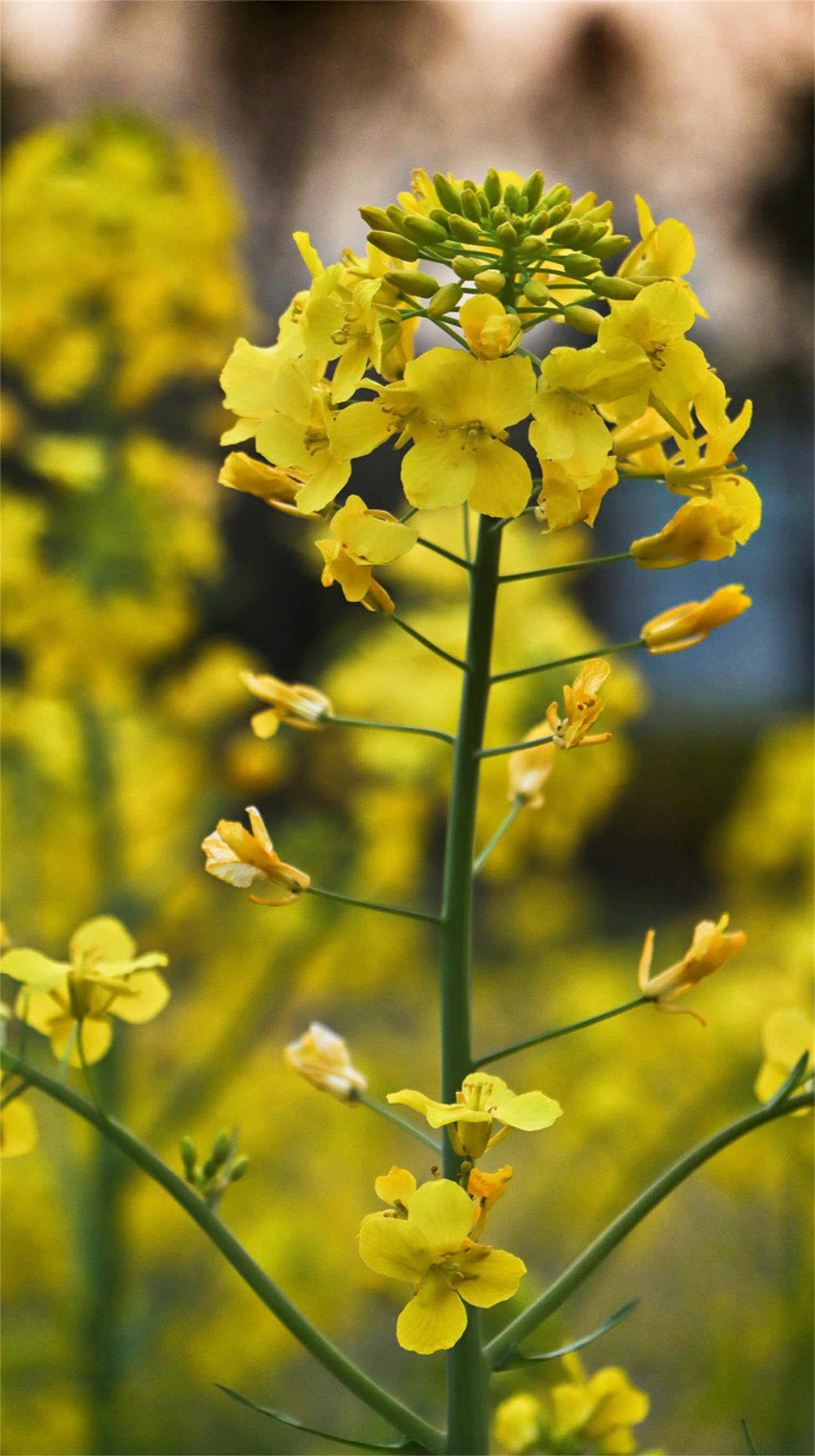 rapeseed flower