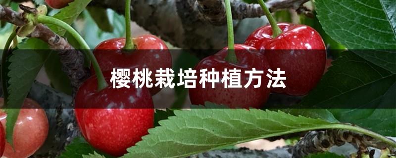 Cherry cultivation and planting methods