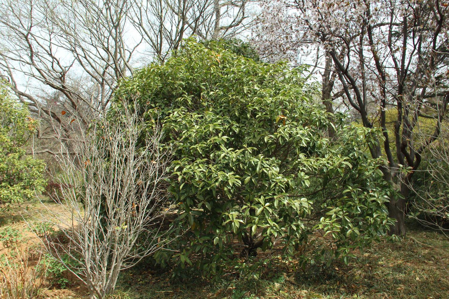 Osmanthus