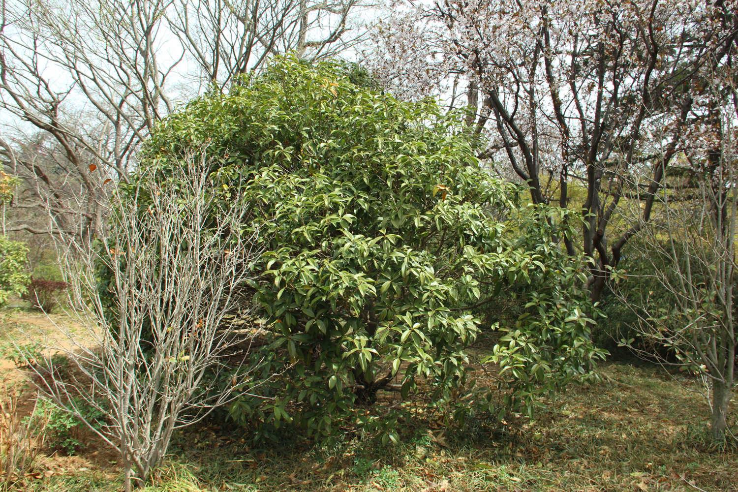 Osmanthus