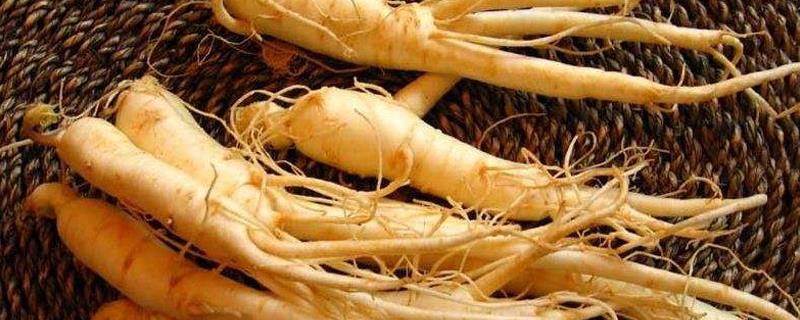 Ginseng transplanting method