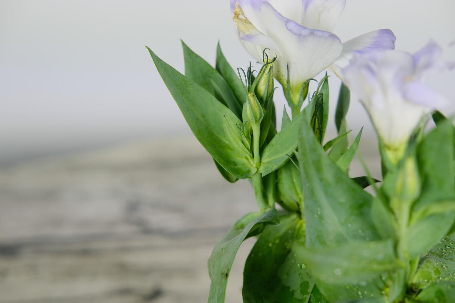 Lisianthus