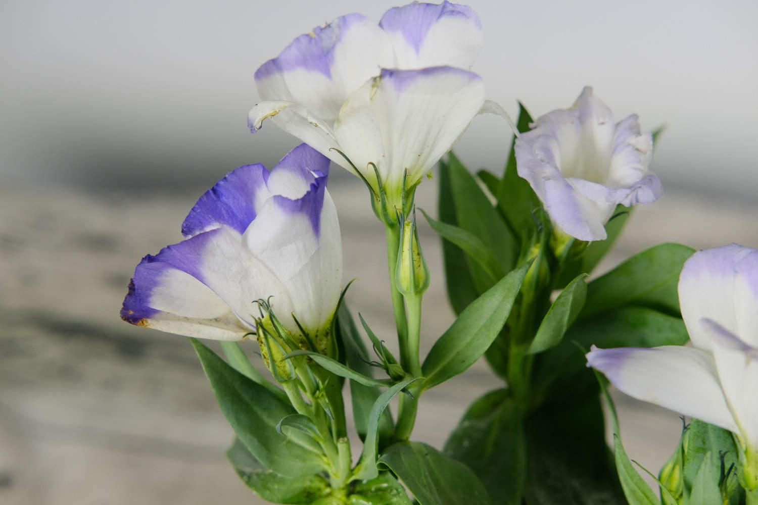 Lisianthus