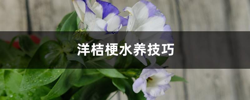 Tips for growing lisianthus in water