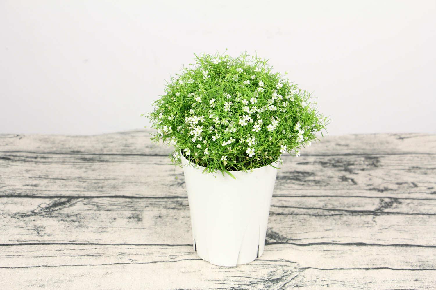 Gypsophila