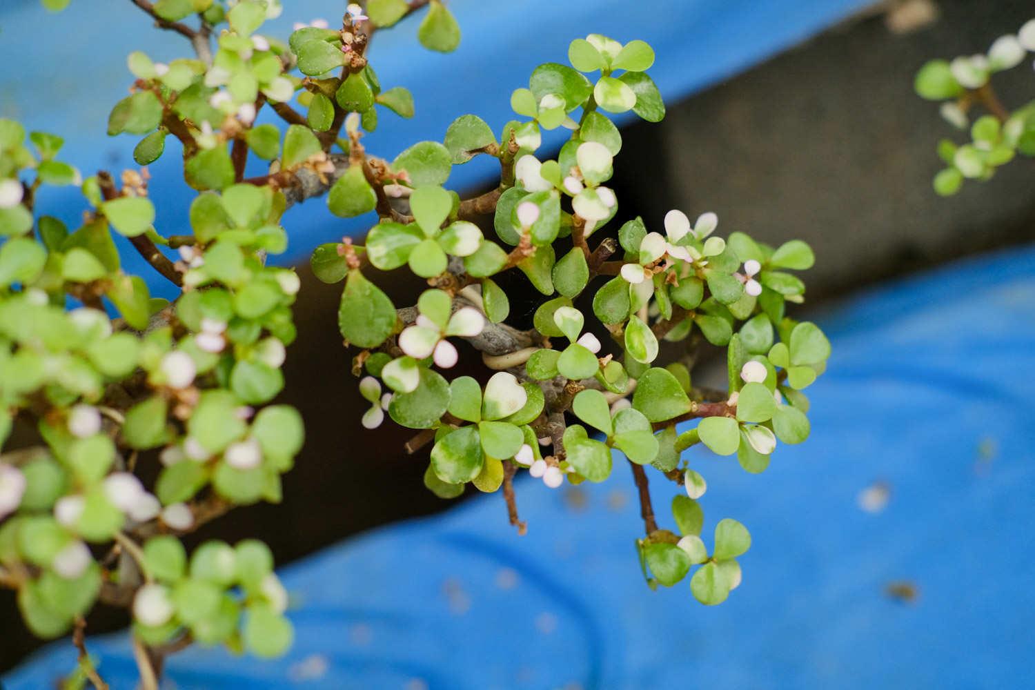 Golden branches and jade leaves