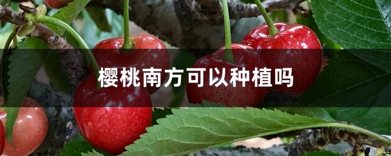 Can cherries be planted in the south