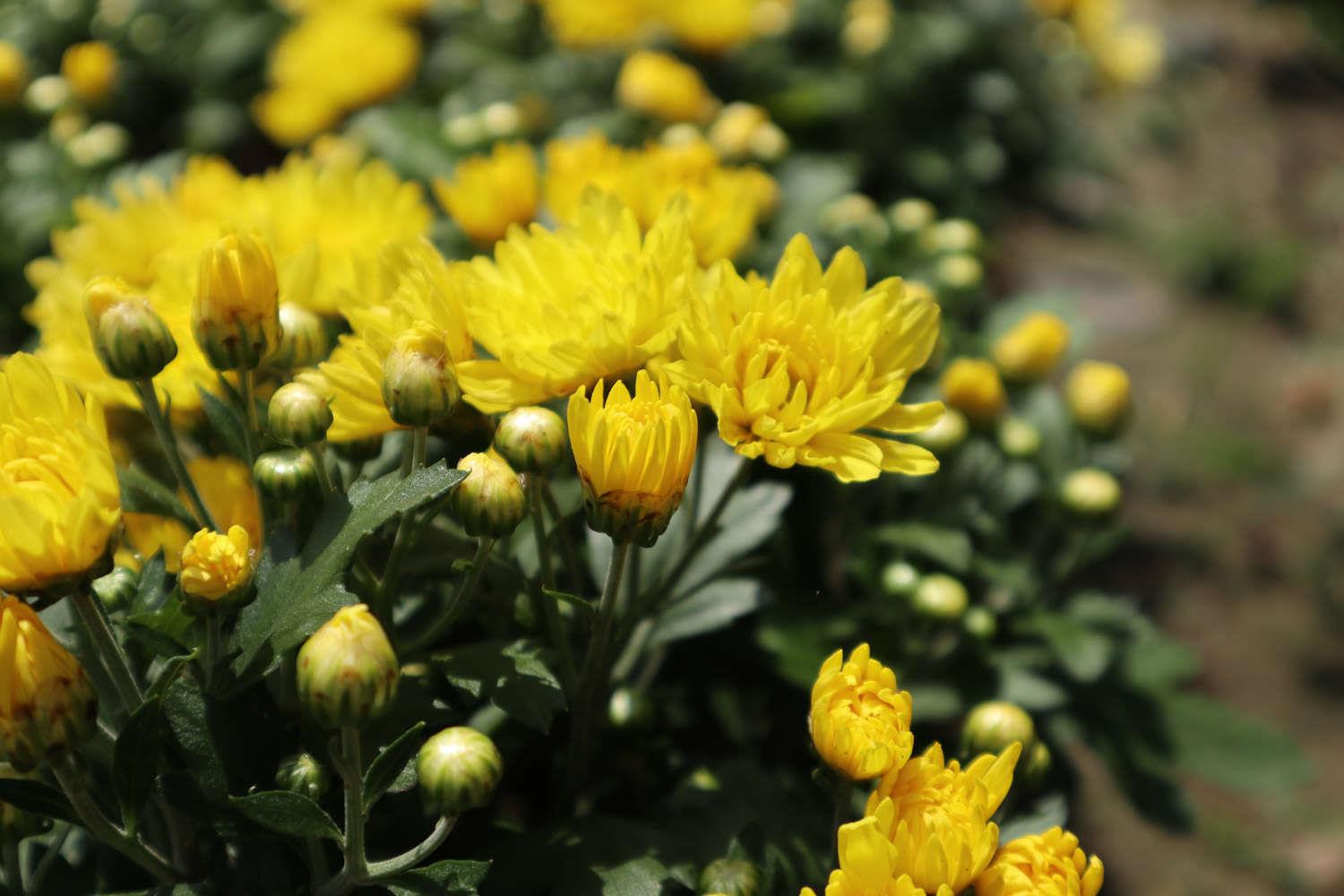 Chrysanthemum