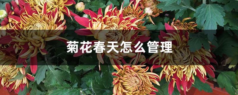 How to manage Chrysanthemum Spring