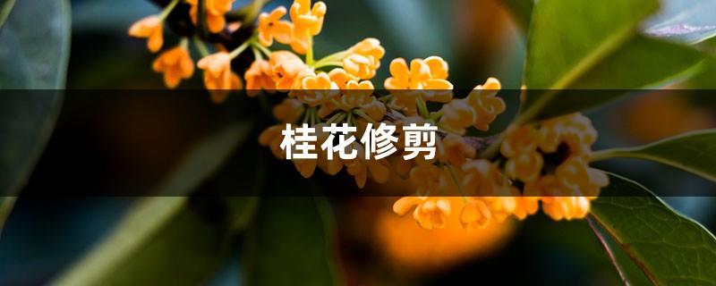 How to prune osmanthus