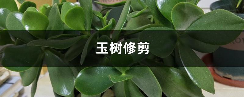 Jade Tree Pruning