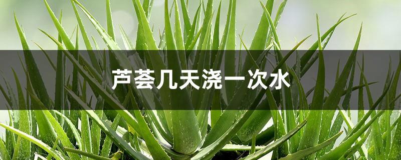 Water aloe vera once every few days