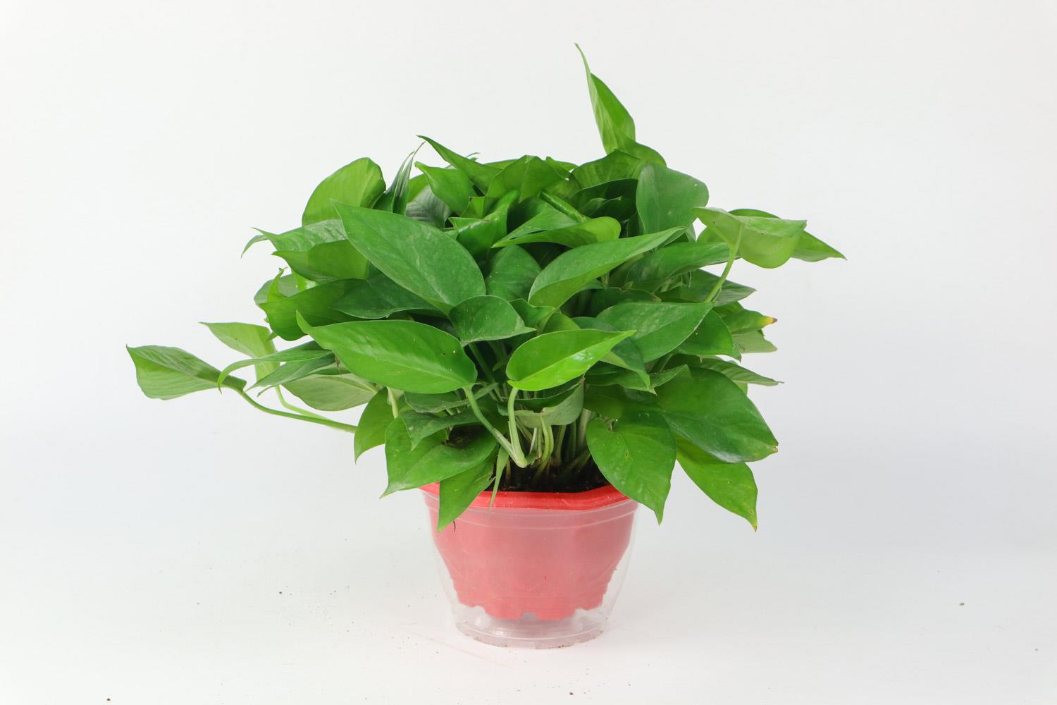 Pothos