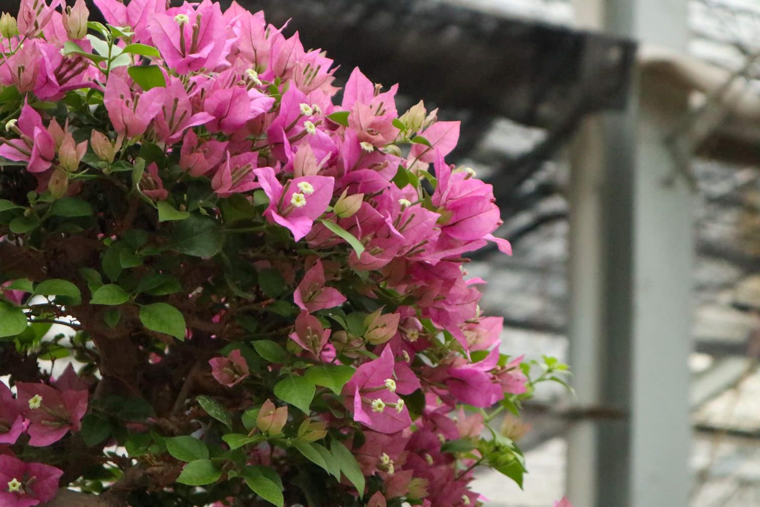 Bougainvillea