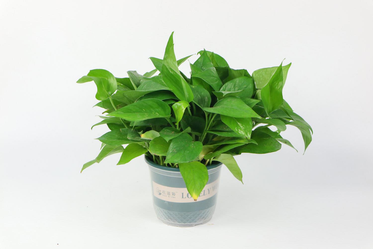 Pothos