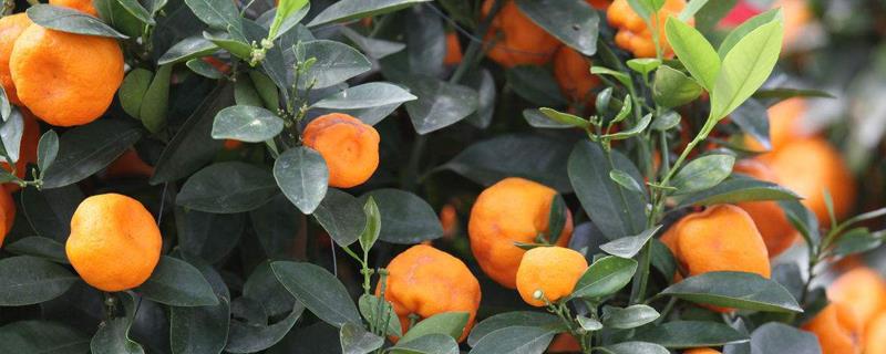 When to prune potted oranges