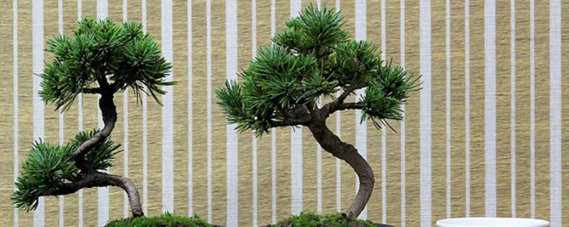 How to raise Nasu five-needle pine