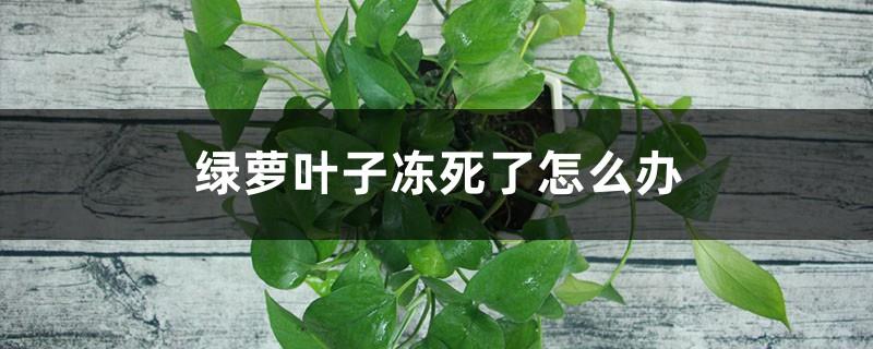 What to do if the Pothos leaves freeze to death