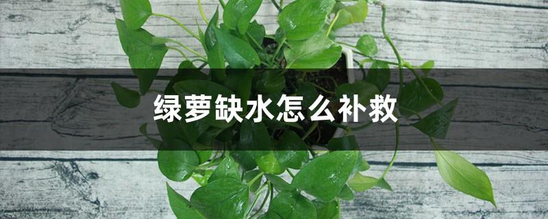 How to remedy the lack of water in green radish