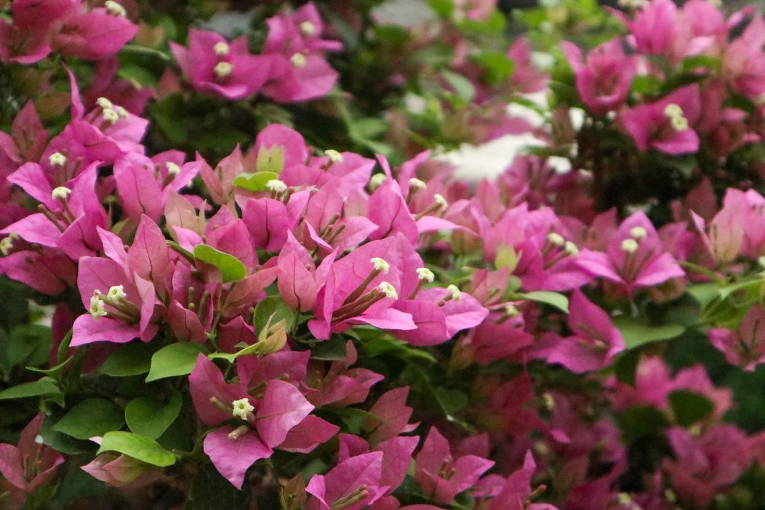 Bougainvillea