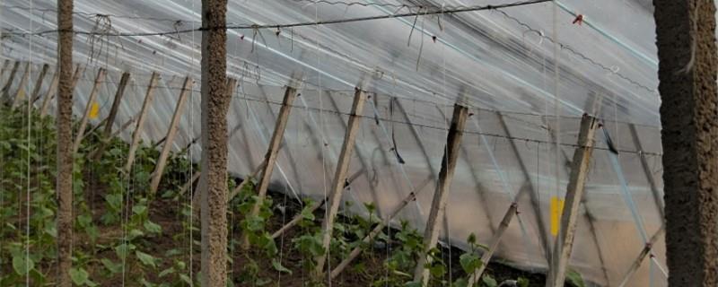 Greenhouse vegetable planting technology