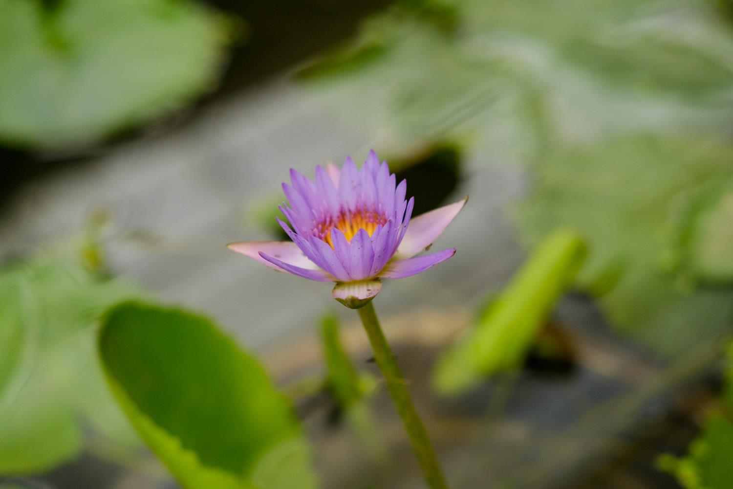 Water Lily