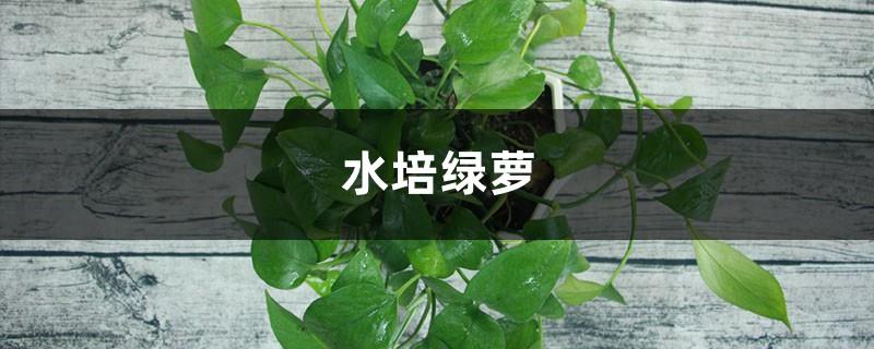 Pothos grown in water