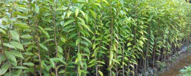 Agarwood Planting