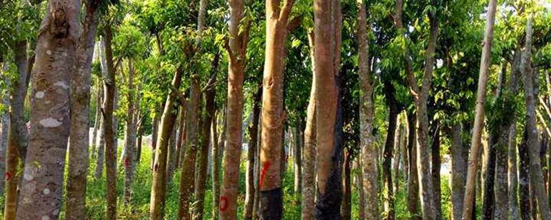 Agarwood Tree Planting