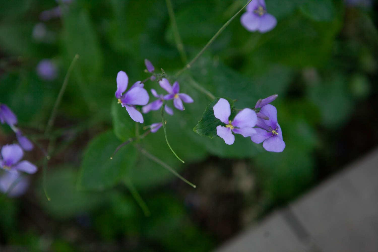 February Orchid