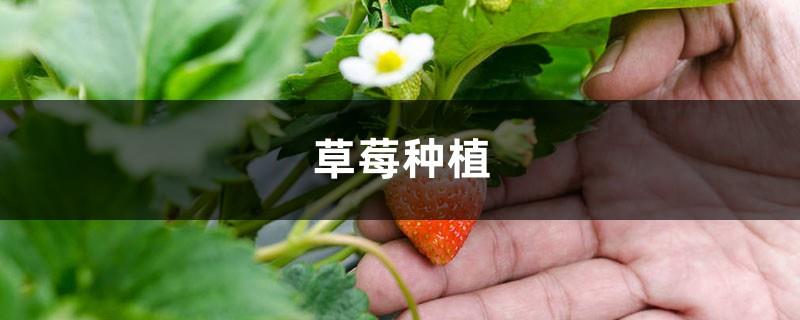 Strawberry planting process