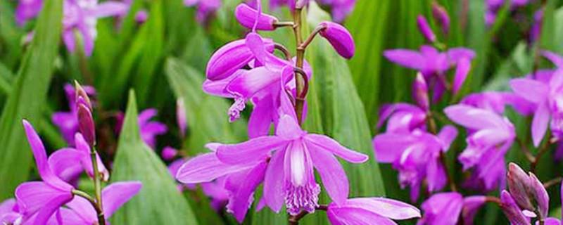 Bletilla striata planting