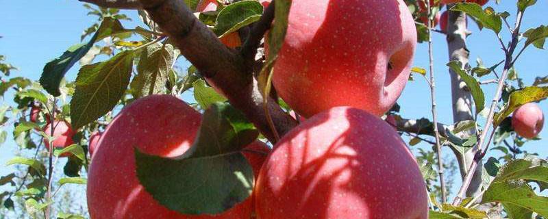 How to prune short-branched Fuji