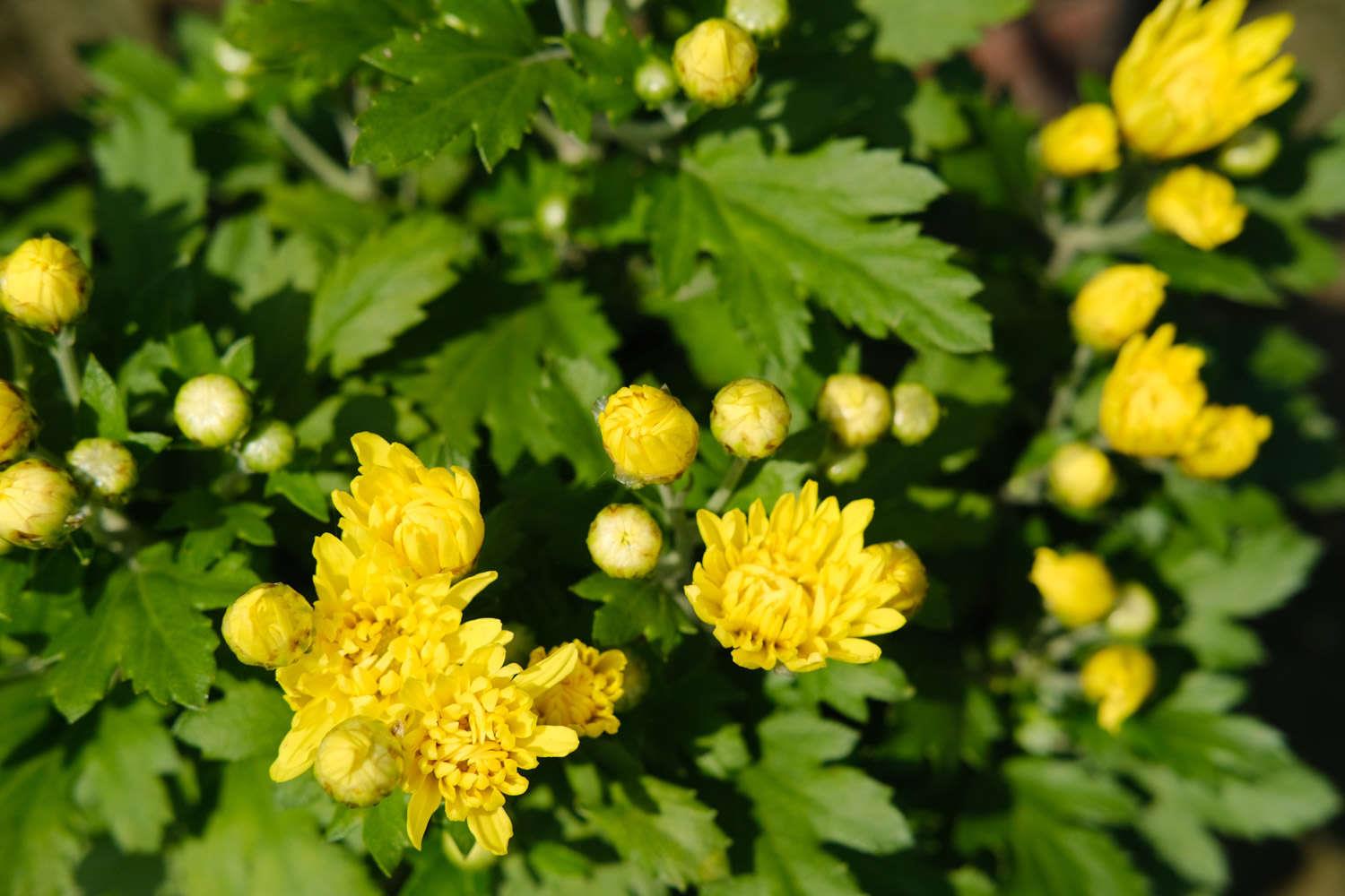 Chrysanthemum