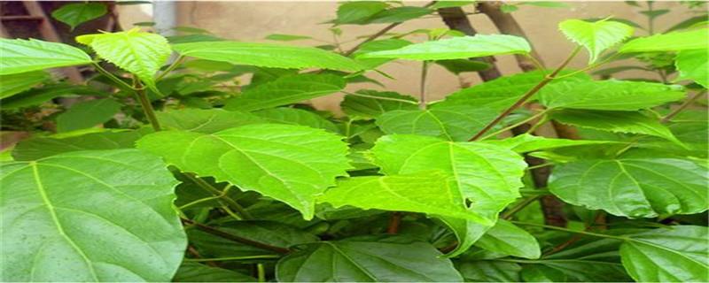 The cutting method of the tofu tree