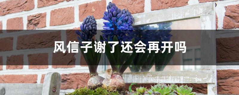 Will the hyacinth bloom again after it fades?