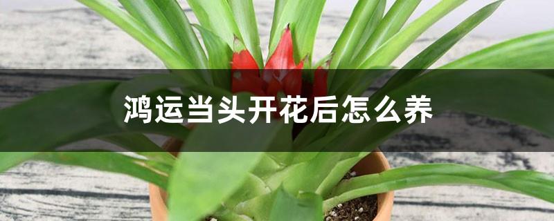 How to care for Hongyun Dangtou after it blooms