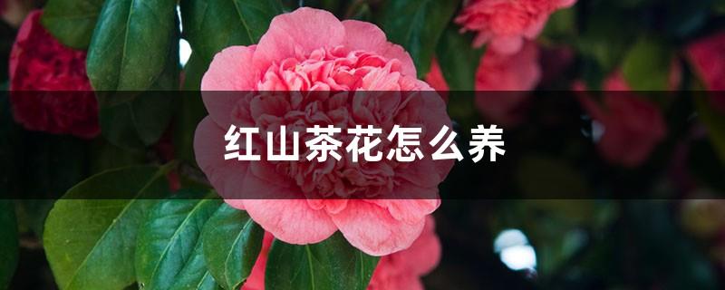 How to grow red camellias