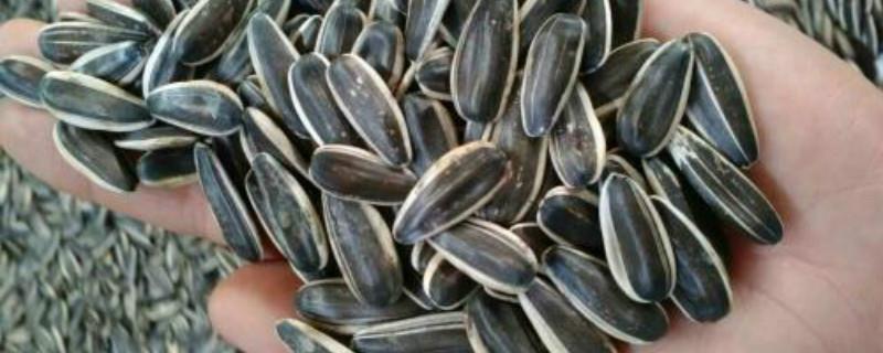 How to grow raw melon seeds