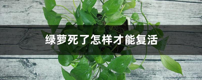 How to revive the dead Pothos