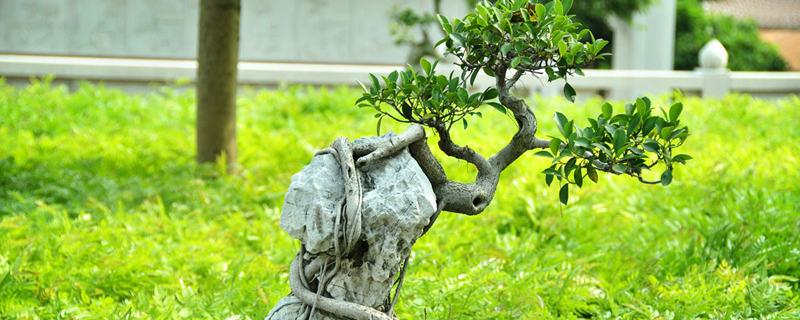 How to grow bonsai