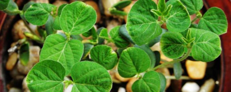 How to grow soybeans in small potted plants