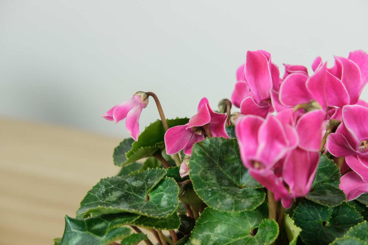 Cyclamen